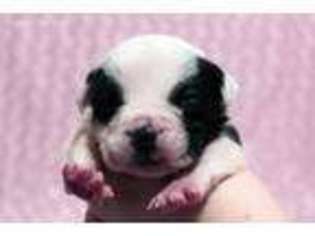 Mutt Puppy for sale in Stewartstown, PA, USA