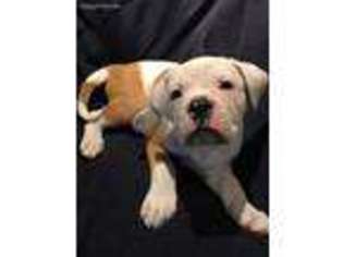 American Bulldog Puppy for sale in Long Eddy, NY, USA