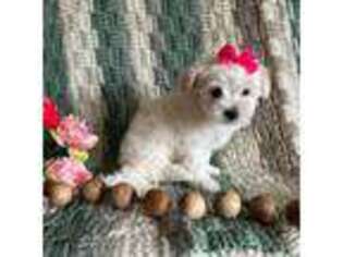 Maltese Puppy for sale in Philadelphia, PA, USA