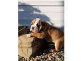 Olde English Bulldogge Puppy for sale in Cedar Falls, IA, USA