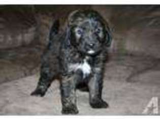 Mutt Puppy for sale in NORTH JACKSON, OH, USA
