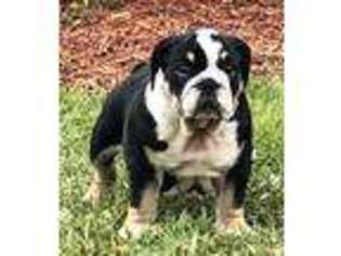 Bulldog Puppy for sale in Bonita Springs, FL, USA