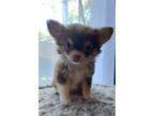 Chihuahua Puppy for sale in Eastampton, NJ, USA