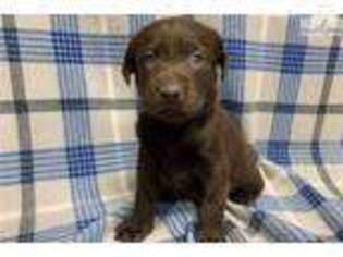 Labrador Retriever Puppy for sale in Kansas City, MO, USA