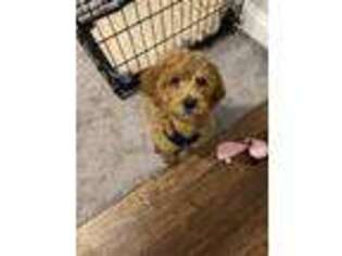 Goldendoodle Puppy for sale in Irvine, CA, USA