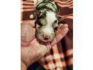 Miniature Australian Shepherd Puppy for sale in Brooklyn, MI, USA