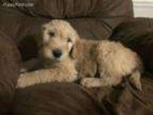 Goldendoodle Puppy for sale in Oxford, PA, USA