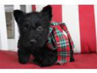Scottish Terrier Puppy for sale in Saint Charles, MO, USA
