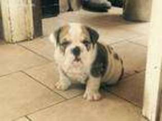 Bulldog Puppy for sale in Yonkers, NY, USA