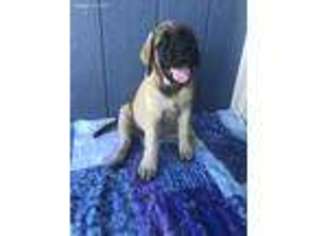 Mastiff Puppy for sale in Rising Sun, IN, USA