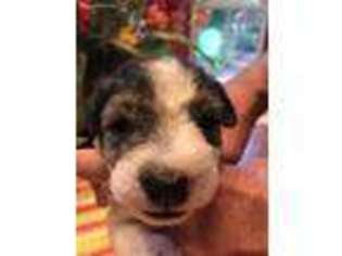 Mutt Puppy for sale in Ward, AR, USA