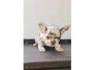 French Bulldog Puppy for sale in Suwanee, GA, USA