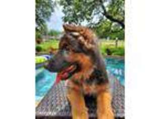 German Shepherd Dog Puppy for sale in Austin, TX, USA