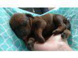 Redbone Coonhound Puppy for sale in Hopewell, PA, USA