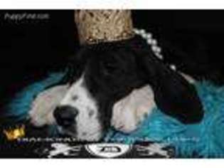 Great Dane Puppy for sale in Statesboro, GA, USA