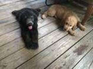 Goldendoodle Puppy for sale in Camden, AL, USA