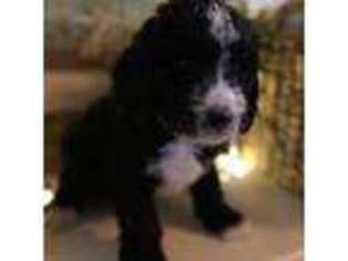 Mutt Puppy for sale in Hubbard, OH, USA