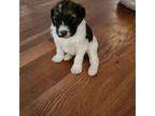 Saint Bernard Puppy for sale in Hamersville, OH, USA