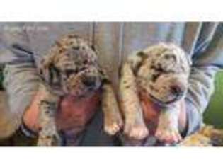 Medium Photo #1 Neapolitan Mastiff Puppy For Sale in Stanley, NY, USA