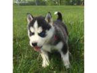 Siberian Husky Puppy for sale in Penns Creek, PA, USA