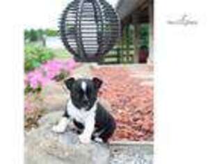 Boston Terrier Puppy for sale in Canton, OH, USA