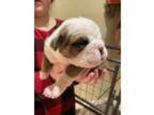 Bulldog Puppy for sale in Magnolia, AR, USA