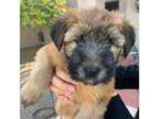 Soft Coated Wheaten Terrier Puppy for sale in Scottsdale, AZ, USA