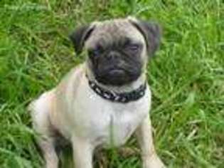 Pug Puppy for sale in Riddle, OR, USA
