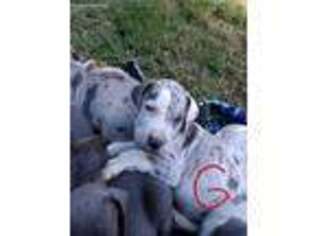Great Dane Puppy for sale in Gold Beach, OR, USA