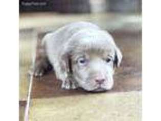 Labrador Retriever Puppy for sale in Millry, AL, USA