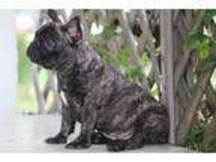 French Bulldog Puppy for sale in Bradford, OH, USA