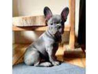 French Bulldog Puppy for sale in Delaware, OH, USA