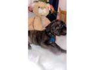 Cane Corso Puppy for sale in Buffalo, NY, USA