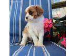 Cavalier King Charles Spaniel Puppy for sale in Montevideo, MN, USA