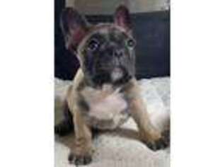 French Bulldog Puppy for sale in Prosper, TX, USA