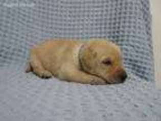 Labrador Retriever Puppy for sale in Athens, WI, USA