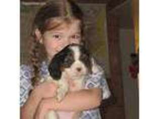 Cavalier King Charles Spaniel Puppy for sale in Reinholds, PA, USA