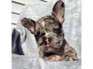 French Bulldog Puppy for sale in Mayo, FL, USA