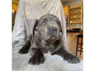 Cane Corso Puppy for sale in Oakley, CA, USA