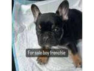 French Bulldog Puppy for sale in Camden, NJ, USA
