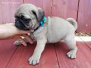 Pug Puppy for sale in Mc Clure, PA, USA