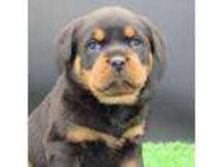 Rottweiler Puppy for sale in Dundee, OH, USA