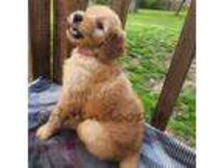 Goldendoodle Puppy for sale in Akron, OH, USA