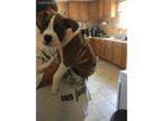 Boxer Puppy for sale in Davenport, IA, USA