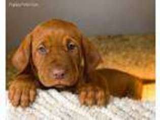 Vizsla Puppy for sale in Villard, MN, USA