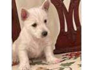 West Highland White Terrier Puppy for sale in Great Falls, VA, USA
