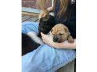 Mutt Puppy for sale in Gwinner, ND, USA