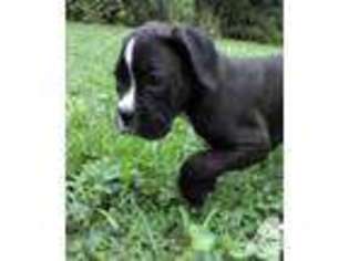 Boxer Puppy for sale in OWENSVILLE, MO, USA