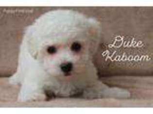 Bichon Frise Puppy for sale in Glade Hill, VA, USA