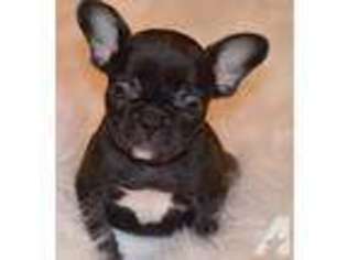 French Bulldog Puppy for sale in BONHAM, TX, USA